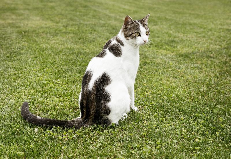 Katze
